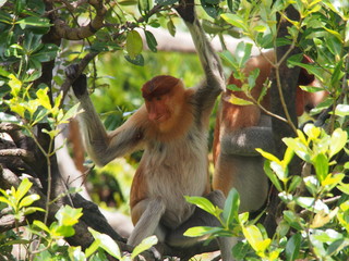 Proboscis Monkey waiting for food