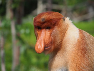 Close up - Proboscis Monkey