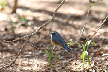 ルリビタキ（オス）