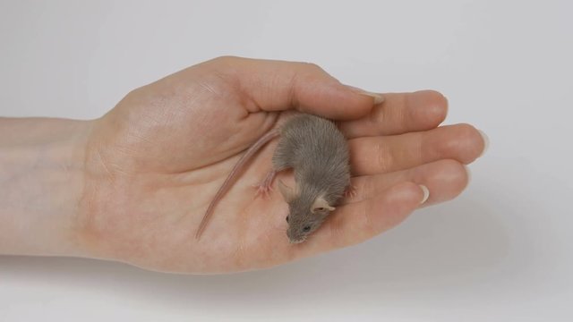 a young girl is holding a gray fluffy mouse