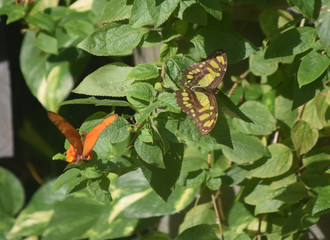 Butterfly Garden with a Malachite Butterfly and an orange Butterfly