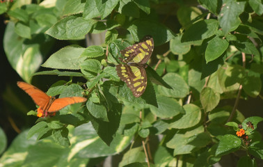 Fantastic Butterfly Garden with a Pair of Different Butterflies