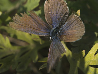 butterfly with shabby wings