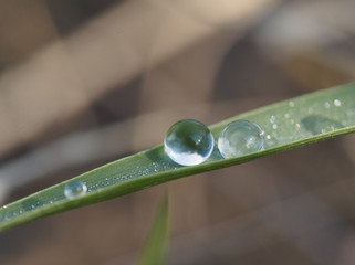 drops of dew on a green leaf macro