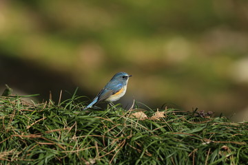 ルリビタキ（オス）