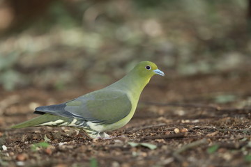 アオバト（メス）