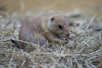 Black-tailed prairie dog (Cynomys ludovicianus) watching from nearby burrow