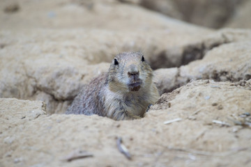 Black-tailed prairie dog (Cynomys ludovicianus) watching from nearby burrow