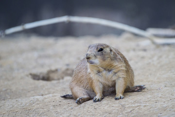 Black-tailed prairie dog (Cynomys ludovicianus) watching from nearby burrow