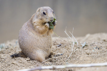 Black-tailed prairie dog (Cynomys ludovicianus) watching from nearby burrow