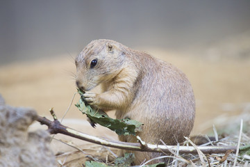 Black-tailed prairie dog (Cynomys ludovicianus) watching from nearby burrow