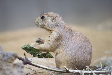 Black-tailed prairie dog (Cynomys ludovicianus) watching from nearby burrow