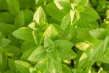 Fresh mint leaf background. green mint plants. card for kitchen