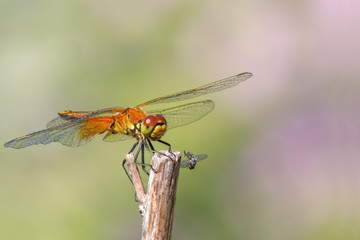 Yellow-winged darter (Sympetrum flaveolum)  sitting on a stick