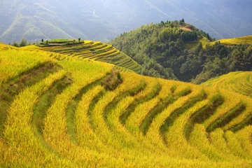 Foto auf Leinwand Longji Rice Terraces © swisshippo