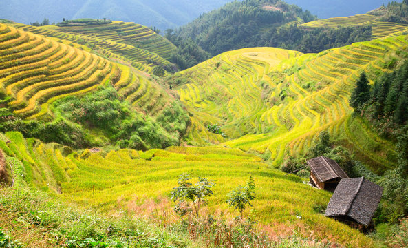 Longji Rice Terraces