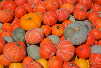 Colorful pumpkins