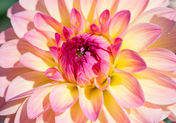 Fototapeta premium Dahlia flower