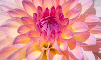 Photo sur Aluminium Fleurs Fleur de dahlia