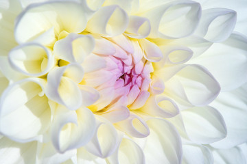 Dahlia flower