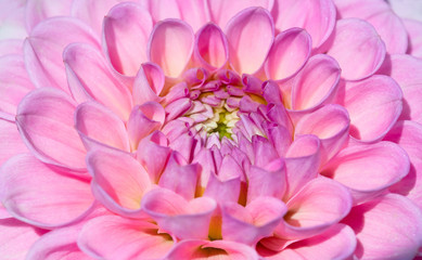 Dahlia flower