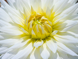 Dahlia flower