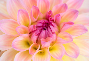 Dahlia flower