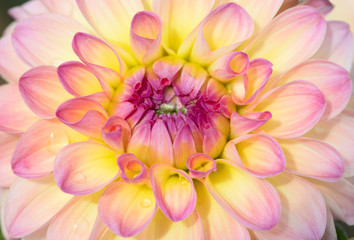 Obraz premium Dahlia flower