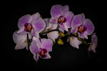 Orchid Cloom Cluster