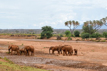 Obraz premium A herd of elephants at Ewaso Nyiro River, Samburu National Reserve, Kenya