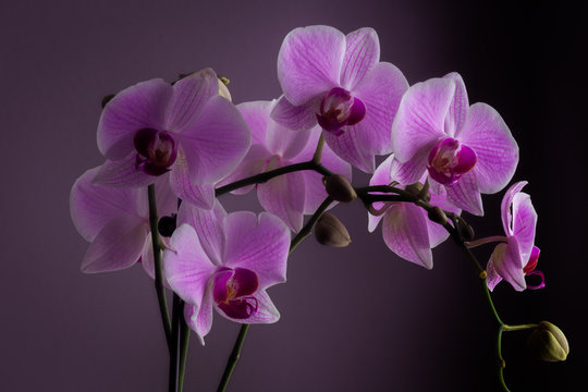 Cloom Images – Browse 36 Stock Photos, Vectors, and Video | Adobe Stock