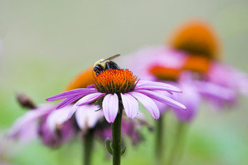A bee collecting nectar from purple cosmos flower, macro.