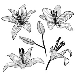 Set of flower buds and lilies vector. Isolated lily flowers on w