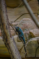 Blaues Chamäleon