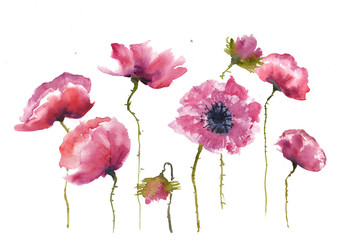 Purple poppy flowers on white background, watercolor hand painted