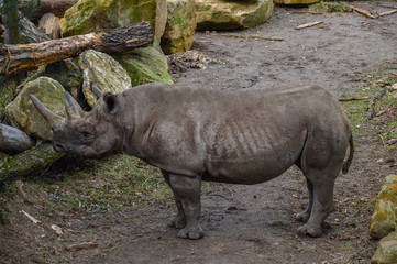Naklejka premium Nashorn