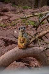 Erdmännchen auf Stamm