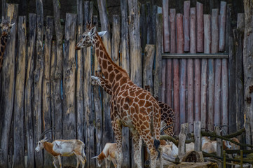 Giraffe mit Ziegen
