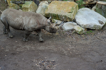 Nashorn