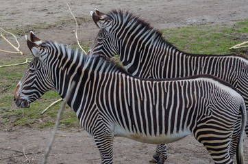 Fototapeta na wymiar Zebras zu zweit