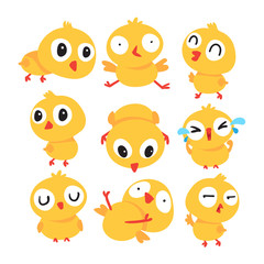 chick vector collection design
