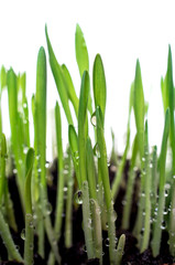 Fototapeta premium Green grass with water drops isolated on white background