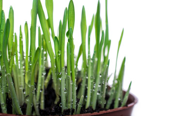 drops of water on a green grass in a pot on a white background.