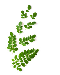 Moringa leaves have medicinal properties. top view