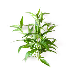 fresh kariyat herb plant on white background