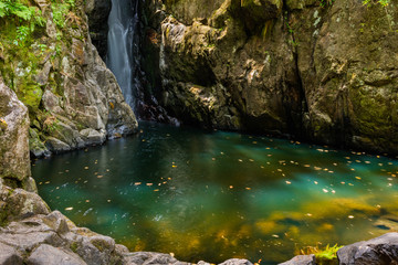 Leaves in Stanley Force Pool