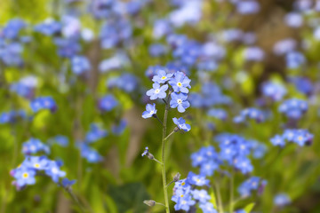 Myosotis is a genus of flowering plants called forget-me-nots