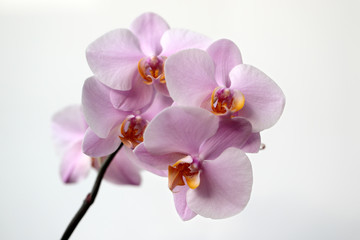 Pink-yellow orchid (orchidaceae) flower on the white background