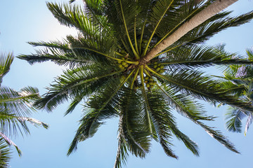 Fototapeta na wymiar Blick von unten zu den Palmen