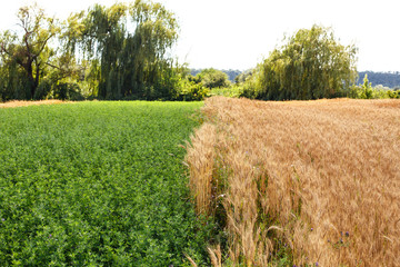 field of wheat